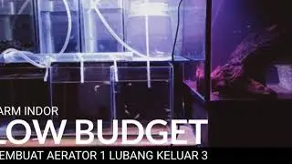 IKAN GUPPY FARM INDOR LOWBUDGET