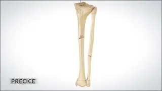 PRECICE Tibia Animation