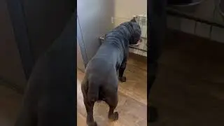 Талли)