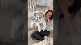 Ни одна собака не пострадала)