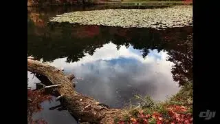 REFLECTION  