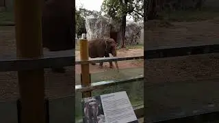 paalam Mali #maali #elephant #manilazooupdatetoday manilaz