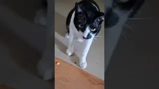 🐈‍⬛🎯 