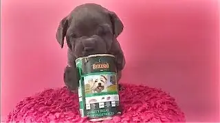 Belcando - очень вкусные консервы!