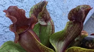 Sarracenia Purpurea || Pitcher Plant Collection || 2018