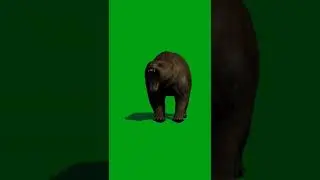 animal green screen video 