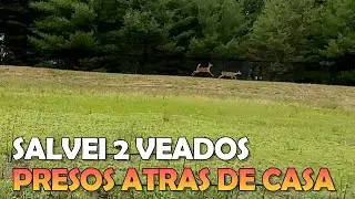 SALVEI 2 VEADOS PRESOS ATRAS DE CASA + VIAJEI PARA BUSCAR A SOGRA