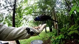 Ewan Dobson - Feeding Common Grackle [Jul-13-2019]