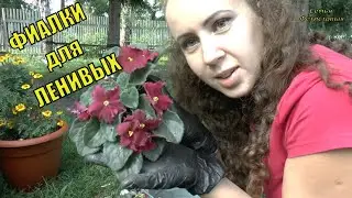 ФИАЛКИ для ЛЕНИВЫХ. Много ЦВЕТОВ / Семья Фетистовых