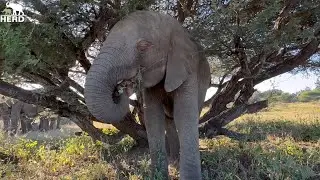 Baby Elephant Khanyisa & Her Beloved Bubi 💕🐘 Plus Quality time with Timisa & Zindoga!