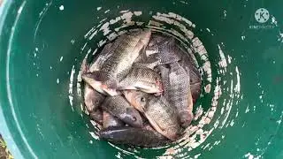 hindi ko akalain na ganito karami ang mahuhuli namin na tilapia,#by clarence glee anak pawis