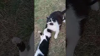 Что-то не поделили...