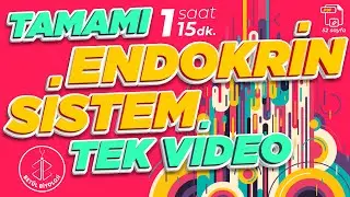 Endokrin Sistem Tekrar  | TAMAMI TEK VİDEO | AYT Biyoloji Konu Anlatımı