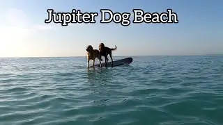 Paddle Boarding Morning At Jupiter Dog Beach
