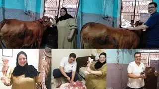 شوفت ام احمد بعنيا بتدبح عجل الضحية دي جزارة مية مية.