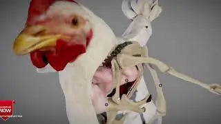 Chicken Anatomy Model 3d for c4d