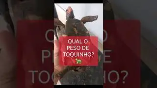 Qual o peso de Toquinho? Veja o vídeo!!! #tartaruga #animaisincriveis #pets