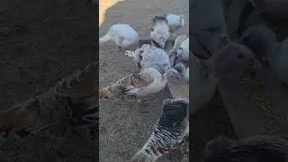 Turkeys enjoying their breakfast