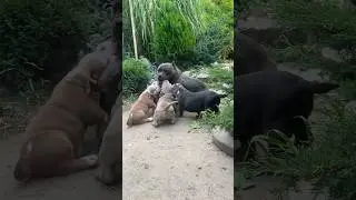 Малыши уже возмужали , но удалять жалко ) 
