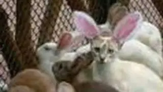 Funny Cats
