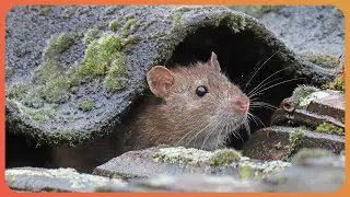 How The Smallest Animals Can Destroy Society (4K Documentary)