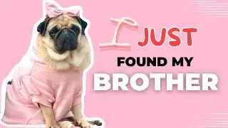 Finding My Brother After 5 Years Apart 🥹*EMOTIONAL* Dog Reaction!