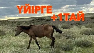 Үйірге тай қосылып кетіп, Тайды сатып алдық #ауылөмірі #жылқылар #айғыр #косилка