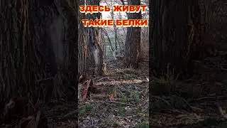 ГОРОДСКАЯ БЕЛКА