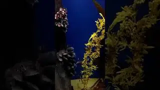 caballito de mar, acuario Minnesota
