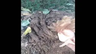 Это кукла одержима поносом