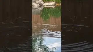 Марк поймал форель, впервые в жизни! Теберда(Домбай)
