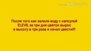 Цветочек вырос в три раза да три дня и зацвёл и зазеленел после ELEV8!!!! Результат у растений!!!