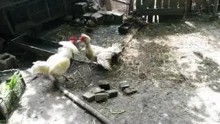 Бои без правил