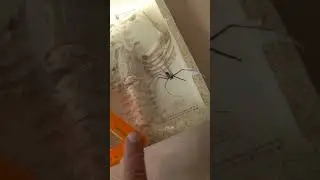 *расчлененка ДЗ по паукообразным