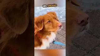Engaño cruel: justicia gracias al perro 🐶