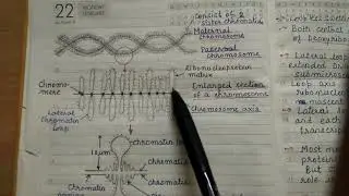 Giant Chromosomes l Polytene Chromosome l Lampbursh chromosome l complete notes