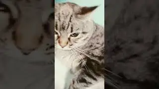 лапка Кошака