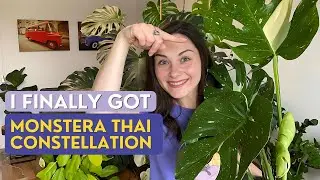 Monstera THAI CONSTELLATION vs ALBO | Plant Haul and Rare Hoyas