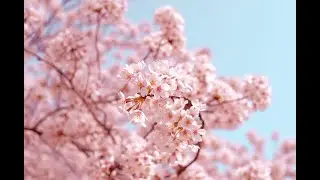 🌻 My Intro🌻 |Fore rp and Fun| (By: L_I_N_A)
