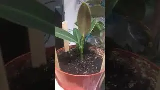 Размножение фикуса с бальзамом Корень #цветыдлядома #уходзацветами #шортс