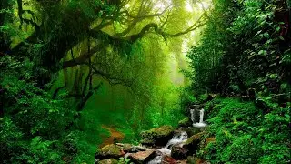 🌿Звуки природы: Звуки природы, шум леса, пение птиц - релаксации, сна, Медитации, Relax 3 часов