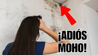 CÓMO QUITAR EL MOHO DE LAS PAREDES con 3 ingredientes - MUY FÁCIL!