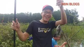 Câu cá được toàn cá rô phi không ae ạ[Recreational Fishing]