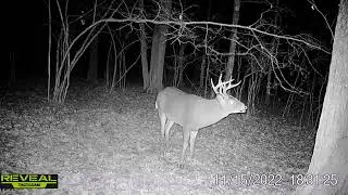 One Season One Scrape