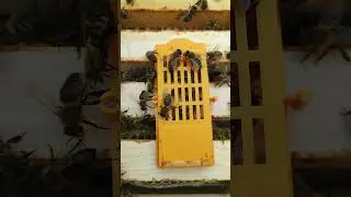 Подсадка плодных маток Бакфаст #пасека #пчеловодство #bienenhaus #пчёлы #мед #бакфаст #матки