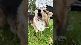 My Corgi took a DNA Test & the Results are Shocking