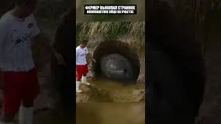 Неожиданный объект найден на участке у фермера. #shorts #shortvideo #short #находки