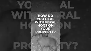 How do you deal with feral hogs? 