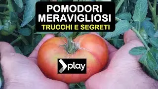 POMODORI MERAVIGLIOSI TRUCCHI E SEGRETI