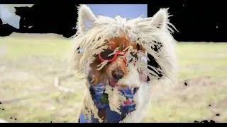 look what is that | new Tampa animal hospital | animal crossing new leaf rom